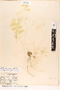 Nymphoides cordata image