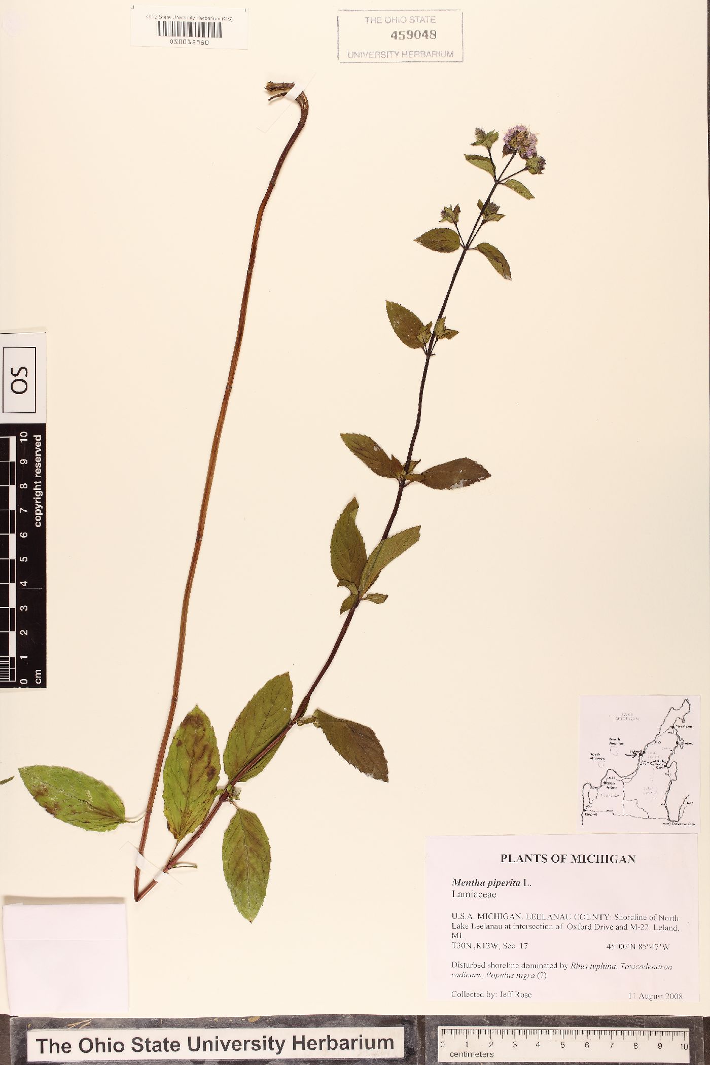 Mentha × piperita image