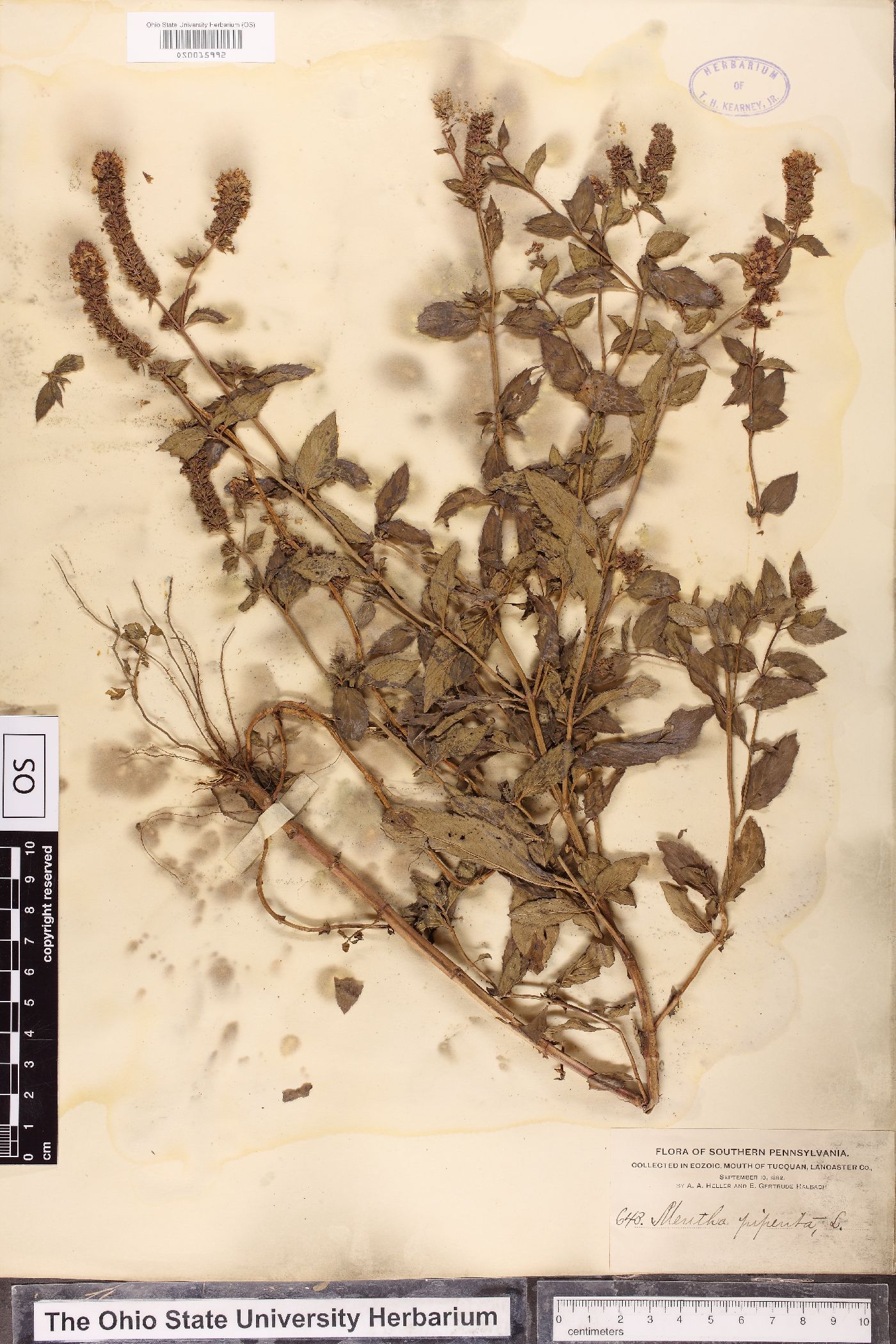 Mentha × piperita image