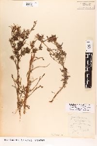 Epilobium canum image