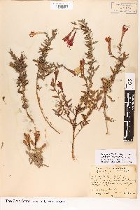 Epilobium canum image