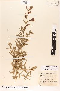 Epilobium canum image