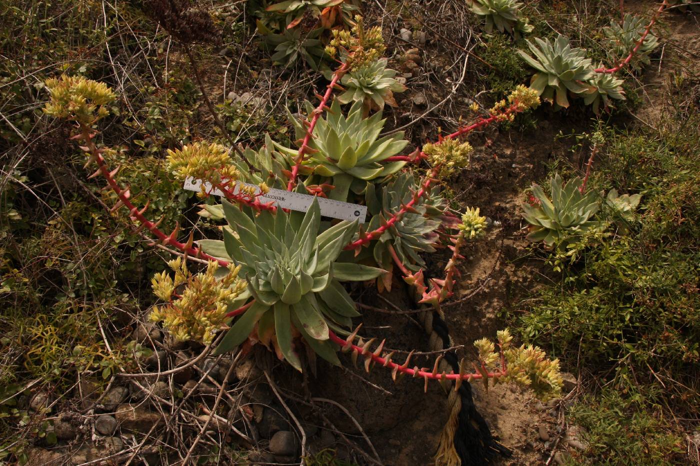 Dudleya brittonii image