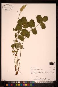 Image Associated With the Occurence