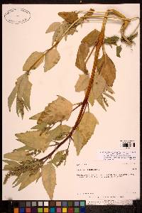 Image Associated With the Occurence