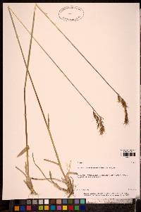 Image of Helictotrichon dahuricum