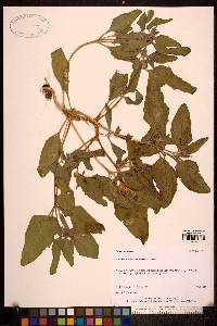 Image Associated With the Occurence
