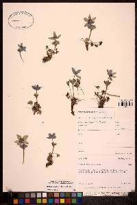 Image Associated With the Occurence