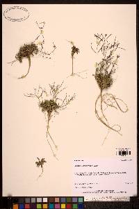 Image of Arabidopsis petraea