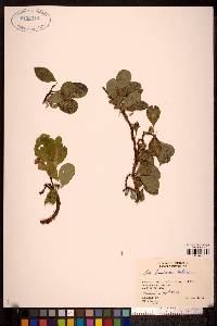 Image Associated With the Occurence