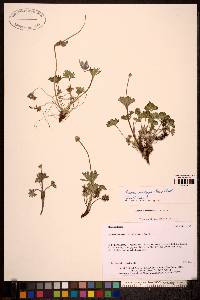 Image Associated With the Occurence