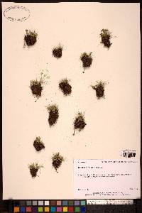 Media resource of Kobresia pygmaea