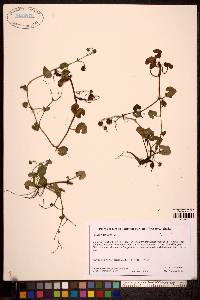 Image Associated With the Occurence