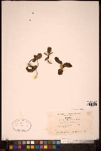 Image Associated With the Occurence