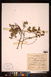 Image Associated With the Occurence