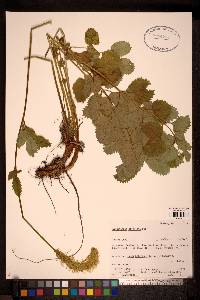 Image Associated With the Occurence