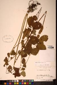Image Associated With the Occurence