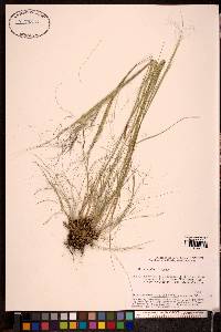 Image of Stipa krylovii