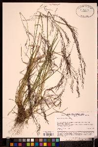 Image of Agrostis divaricatissima