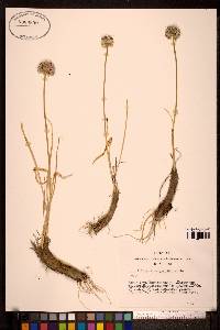 Image of Allium anisopodium