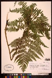 Image of Athyrium sinense