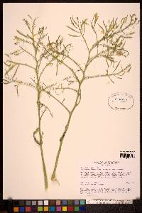 Image of Erucastrum armoracioides