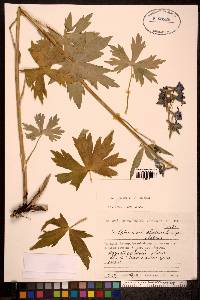 Image Associated With the Occurence