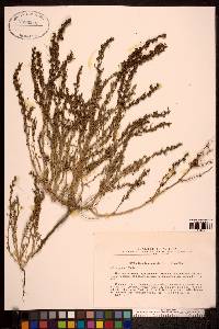 Image of Suaeda acuminata