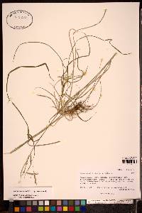 Image of Carex arnellii