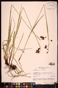Image of Carex coriophora