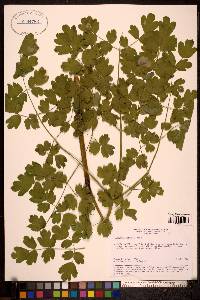 Image of Thalictrum collinum