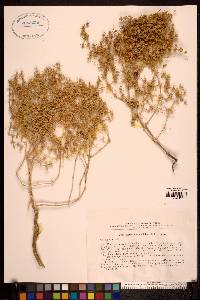 Media resource of Horaninovia ulicina