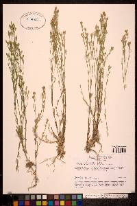 Image of Petrorhagia alpina