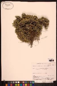 Media resource of Nanophyton erinaceum