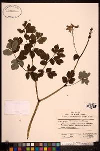 Image of Corydalis paeoniifolia