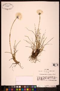 Image of Eriophorum humile