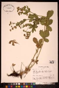 Image of Potentilla chrysantha