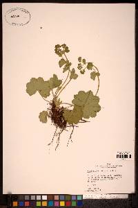 Image Associated With the Occurence