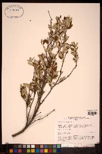 Image of Prunus erythrocarpa