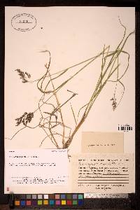 Image of Calamagrostis angustifolia