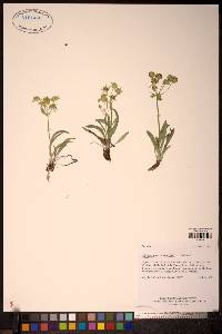 Image Associated With the Occurence