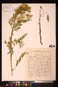 Image of Astragalus chinensis