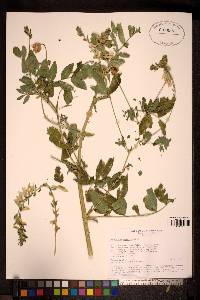 Image of Astragalus aksuensis
