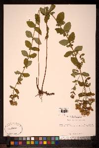 Image Associated With the Occurence