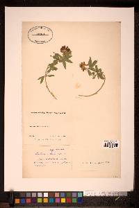 Image Associated With the Occurence
