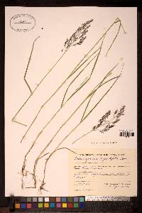 Image of Calamagrostis arctica