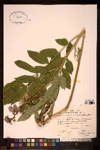 Image of Dictamnus dasycarpus