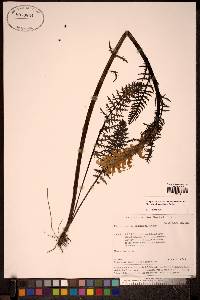 Image of Pedicularis compacta