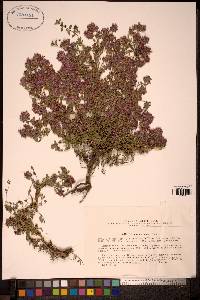 Image of Thymus diminutus