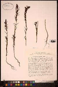 Media resource of Odontites glutinosus